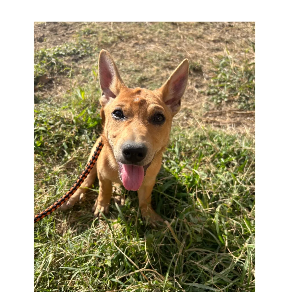 混種犬