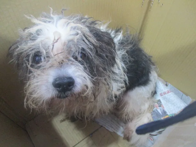 混種犬