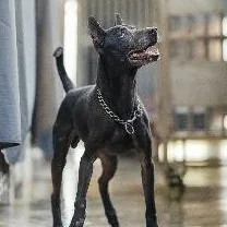 混種犬