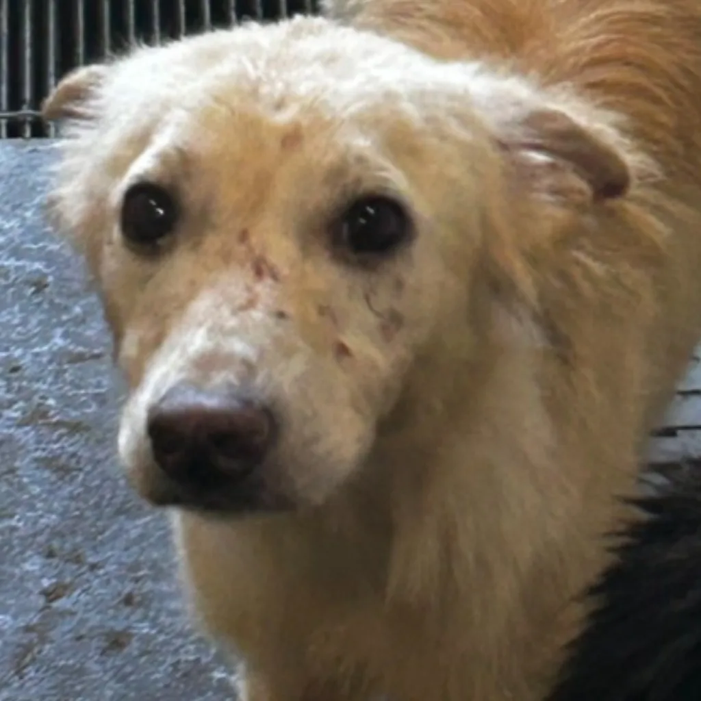混種犬