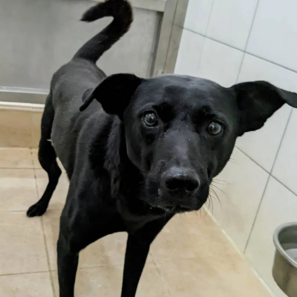 混種犬