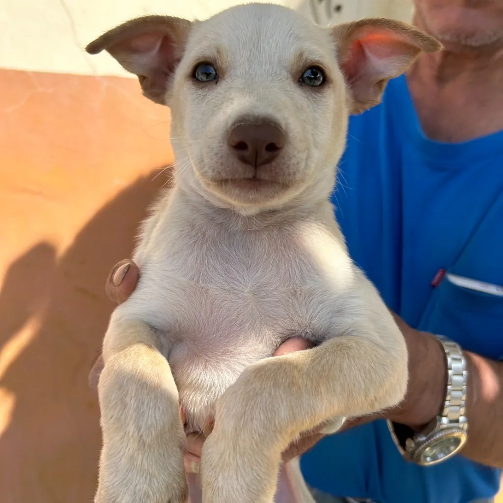 混種犬