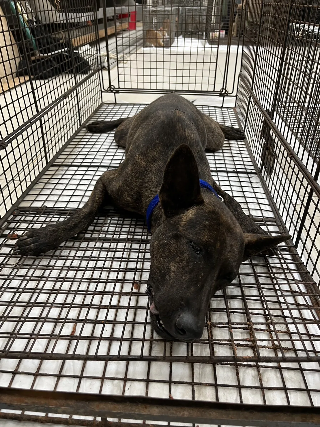 混種犬