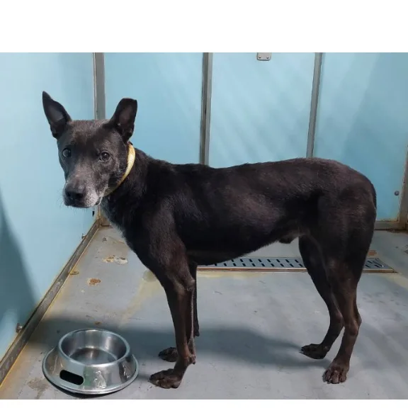 混種犬