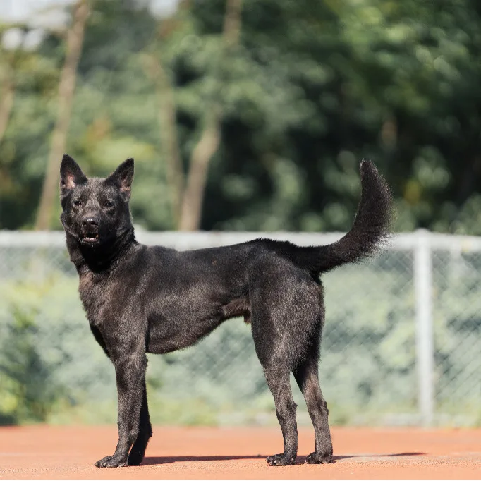混種犬