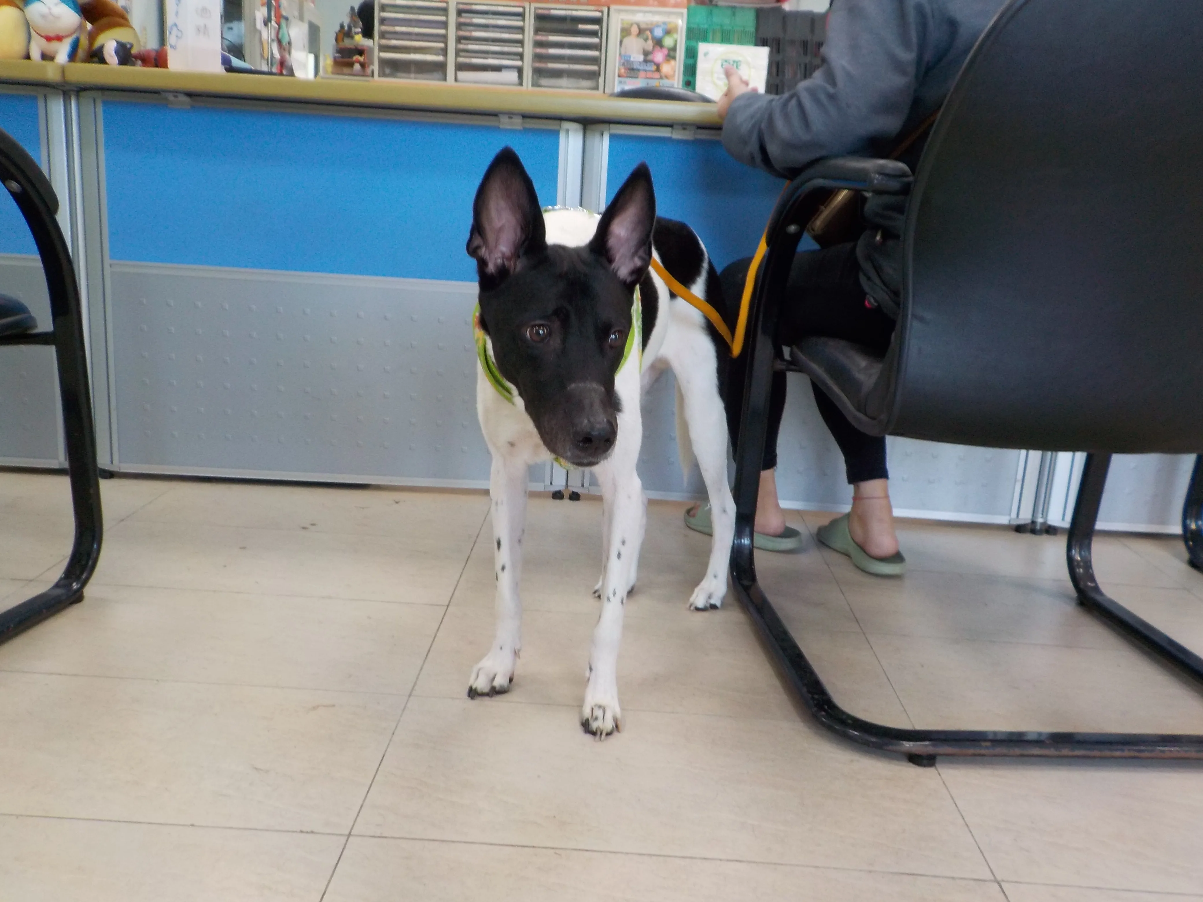 混種犬