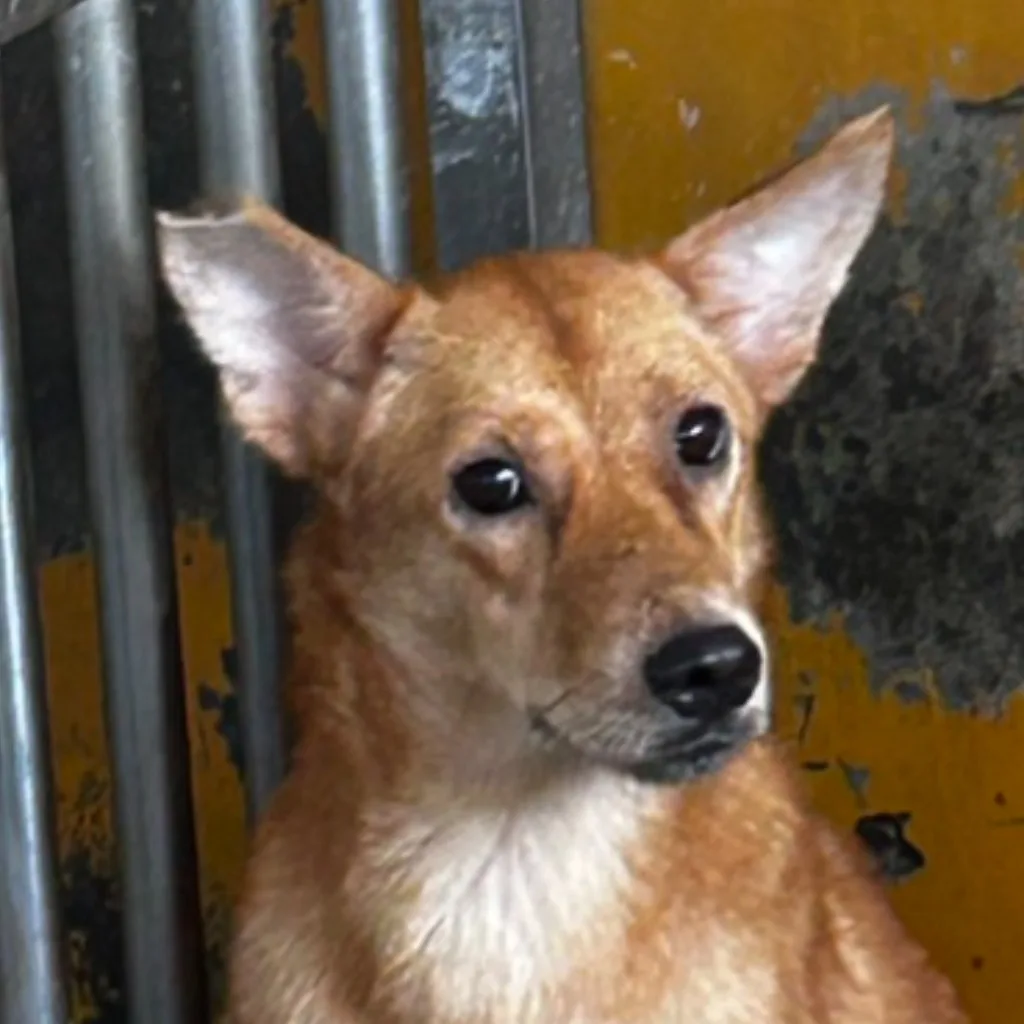 混種犬