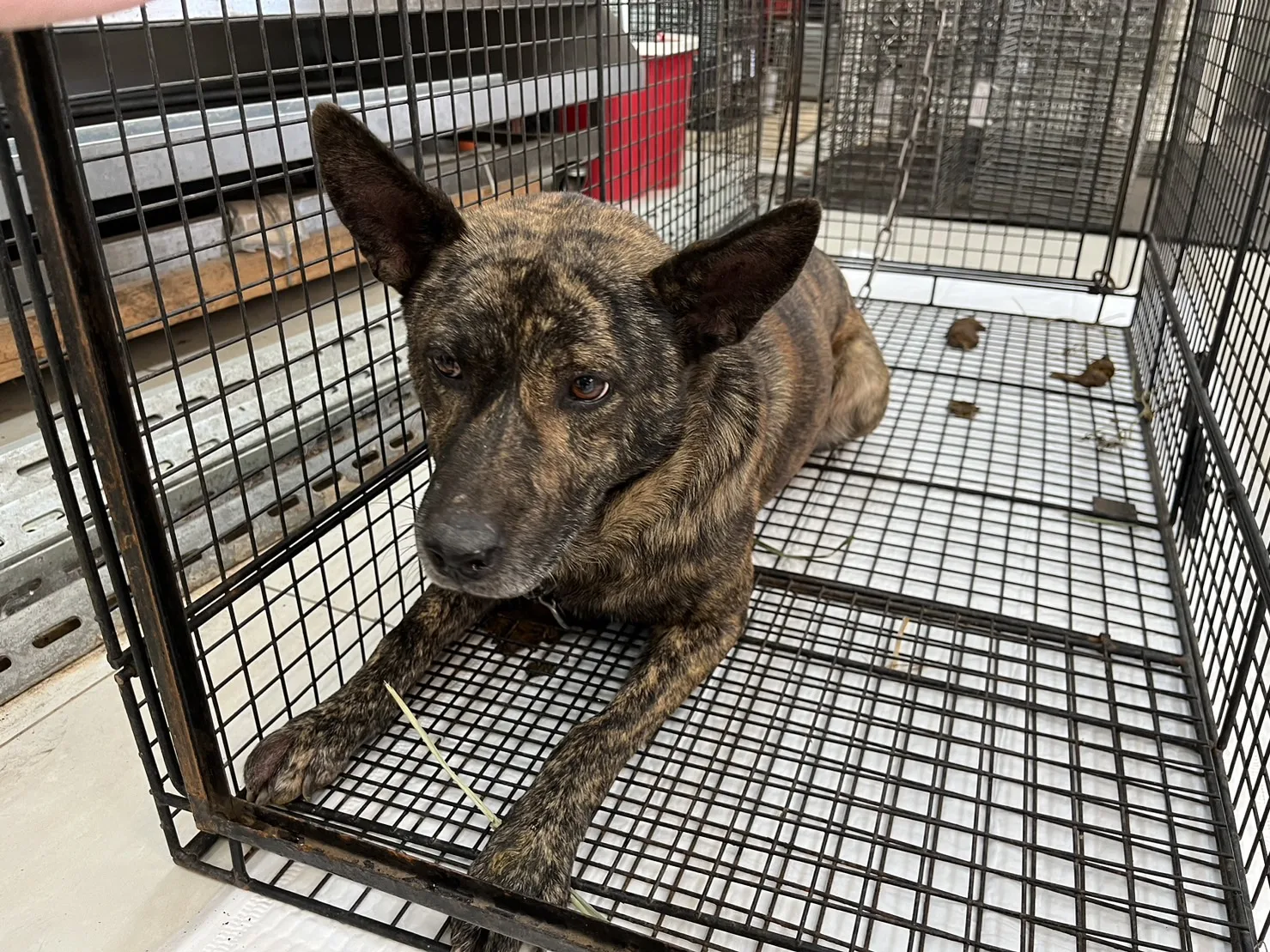 混種犬