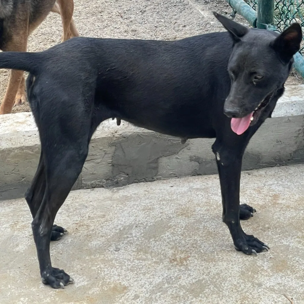 混種犬
