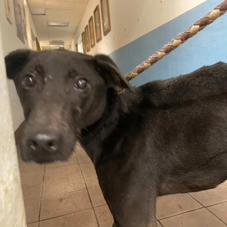 混種犬