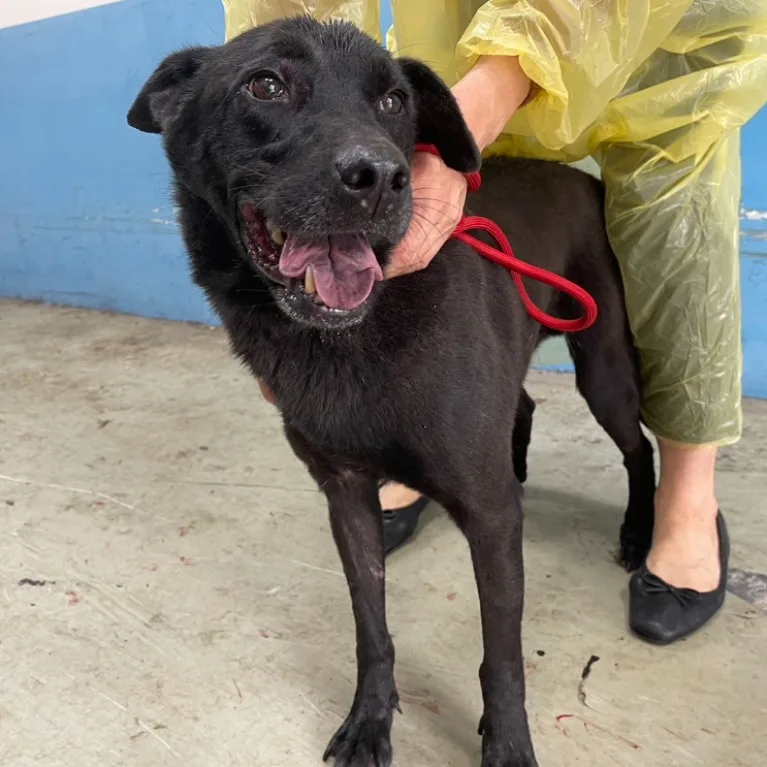 混種犬