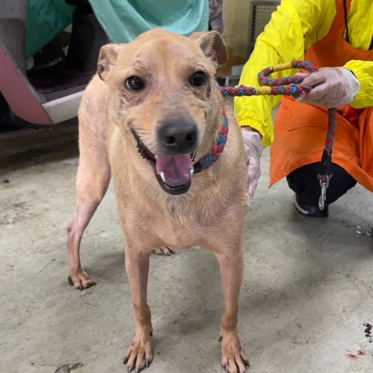 混種犬