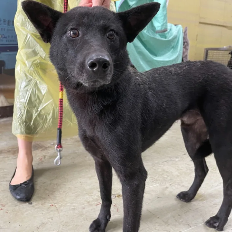 混種犬
