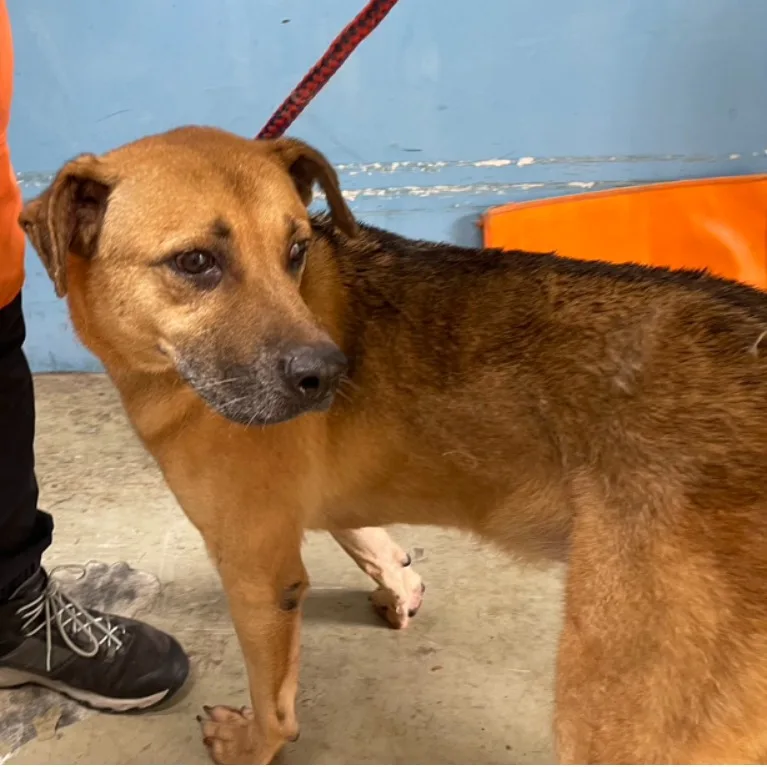 混種犬