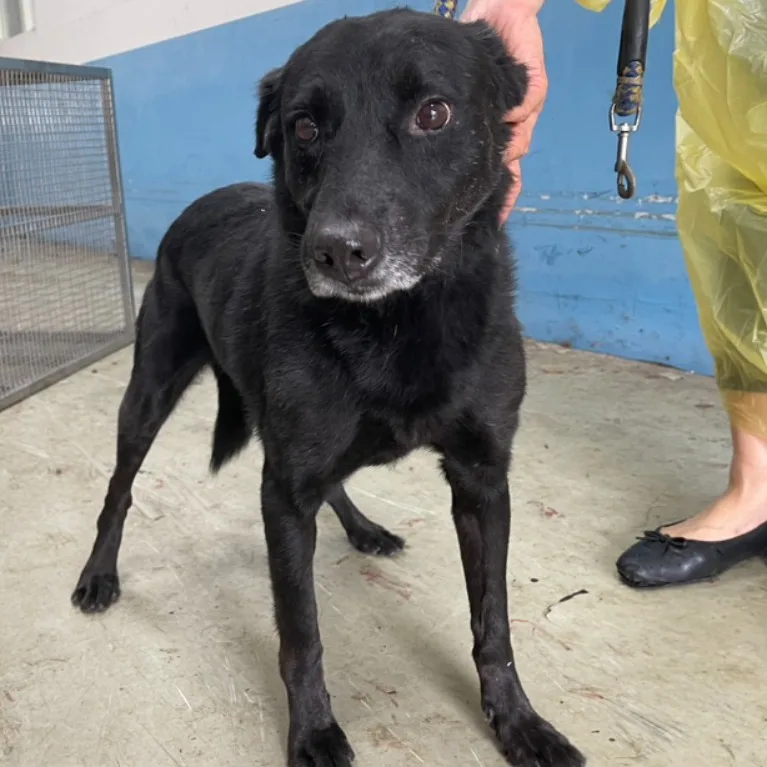 混種犬