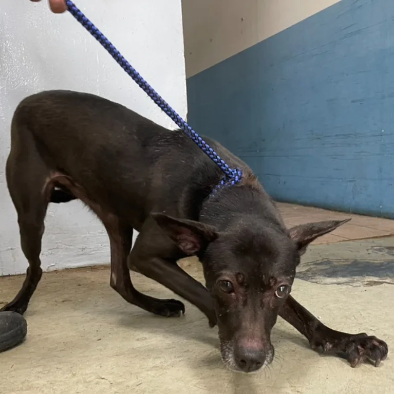 混種犬