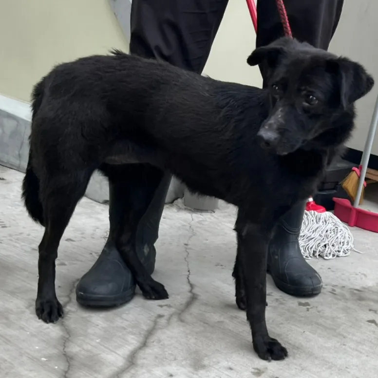 混種犬
