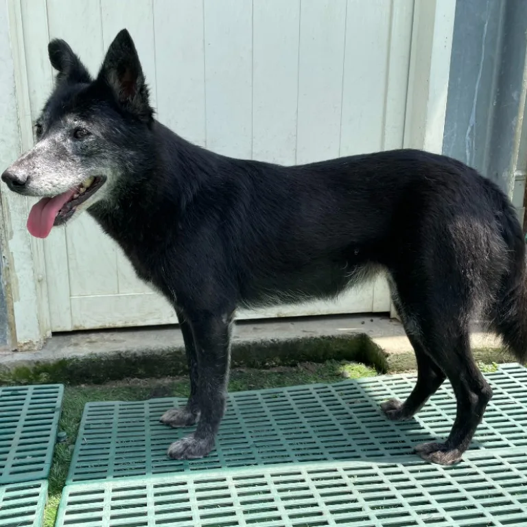 混種犬