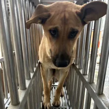 混種犬