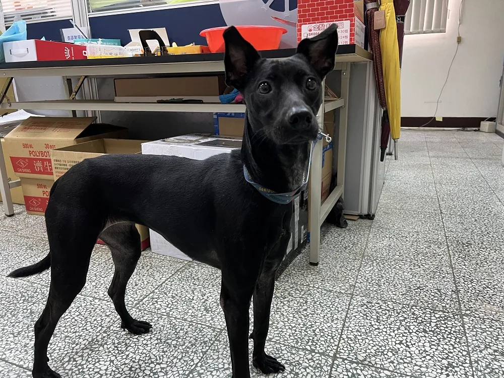 混種犬
