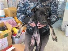 混種犬
