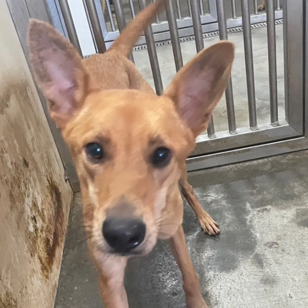 混種犬