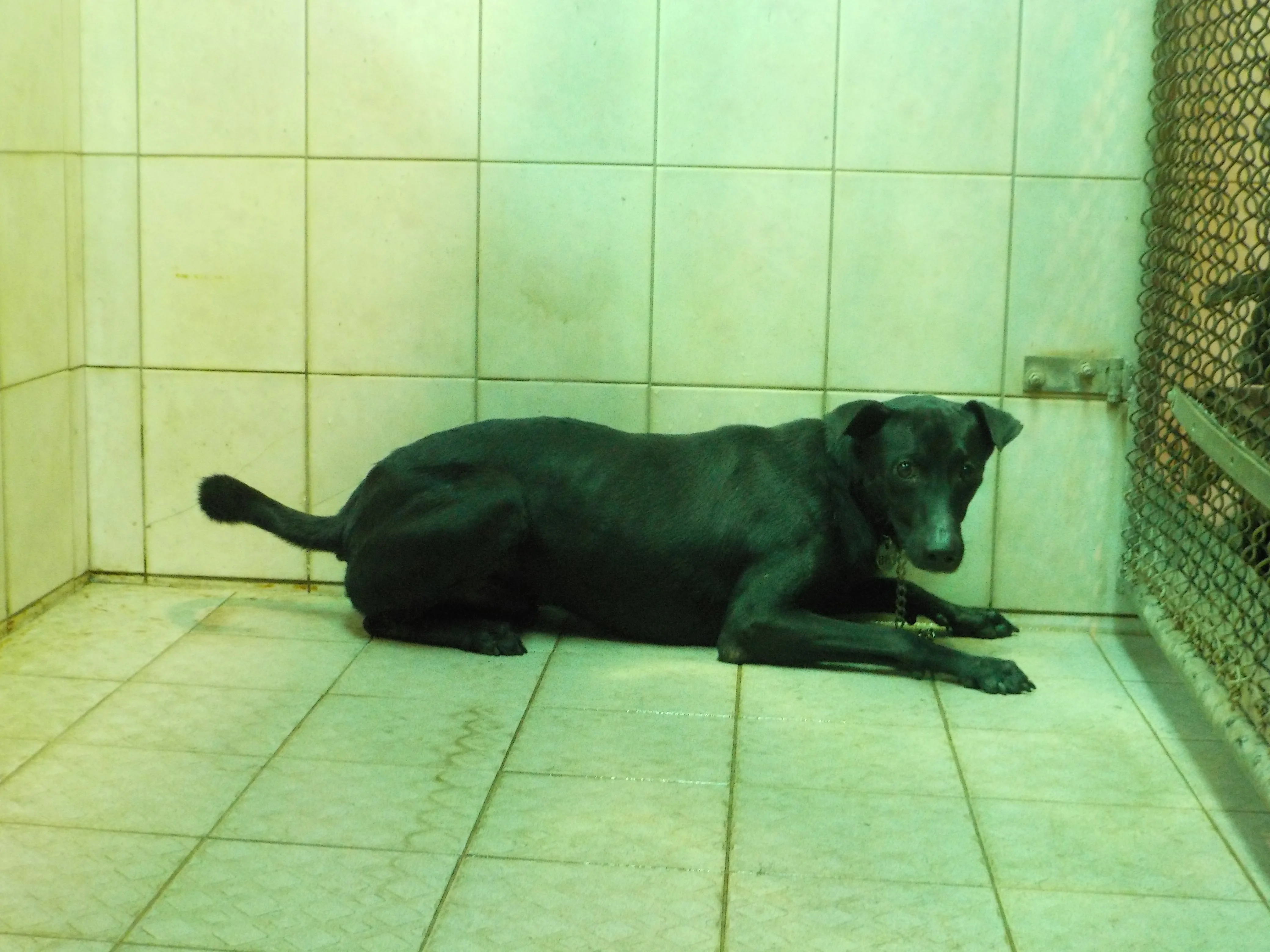 混種犬