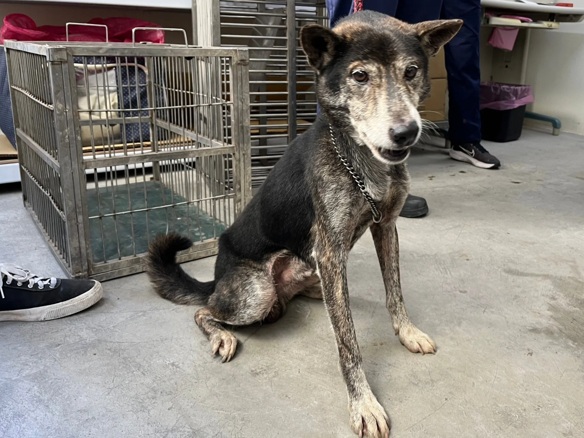 混種犬