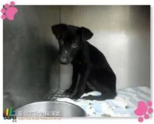 混種犬