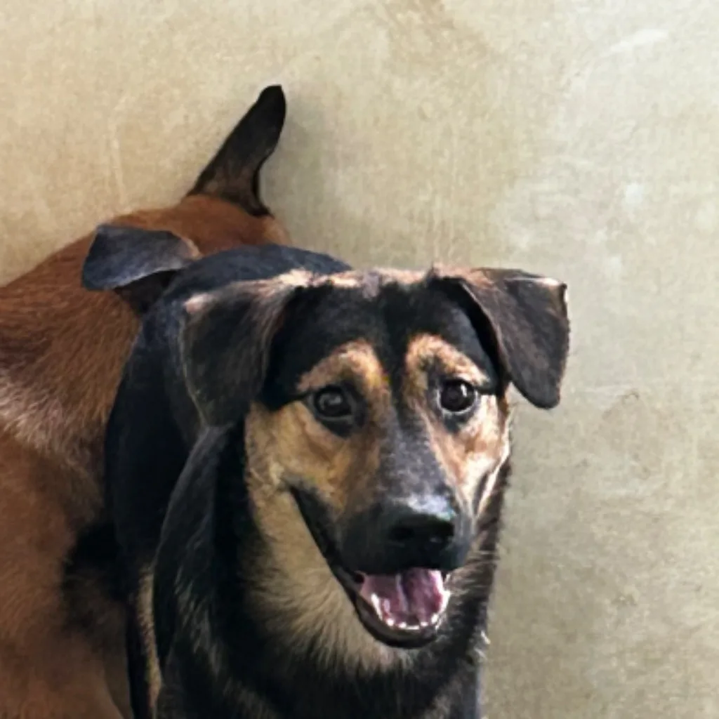 混種犬