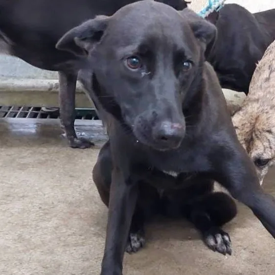 混種犬