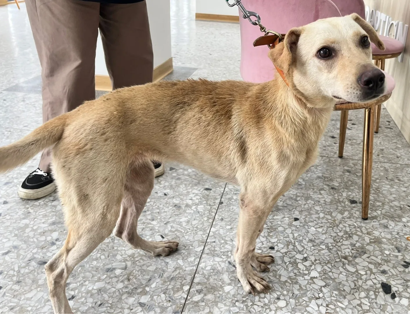 混種犬