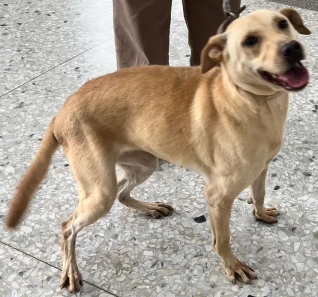 混種犬