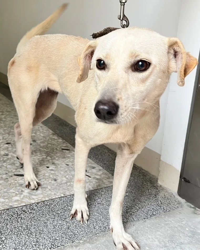 混種犬