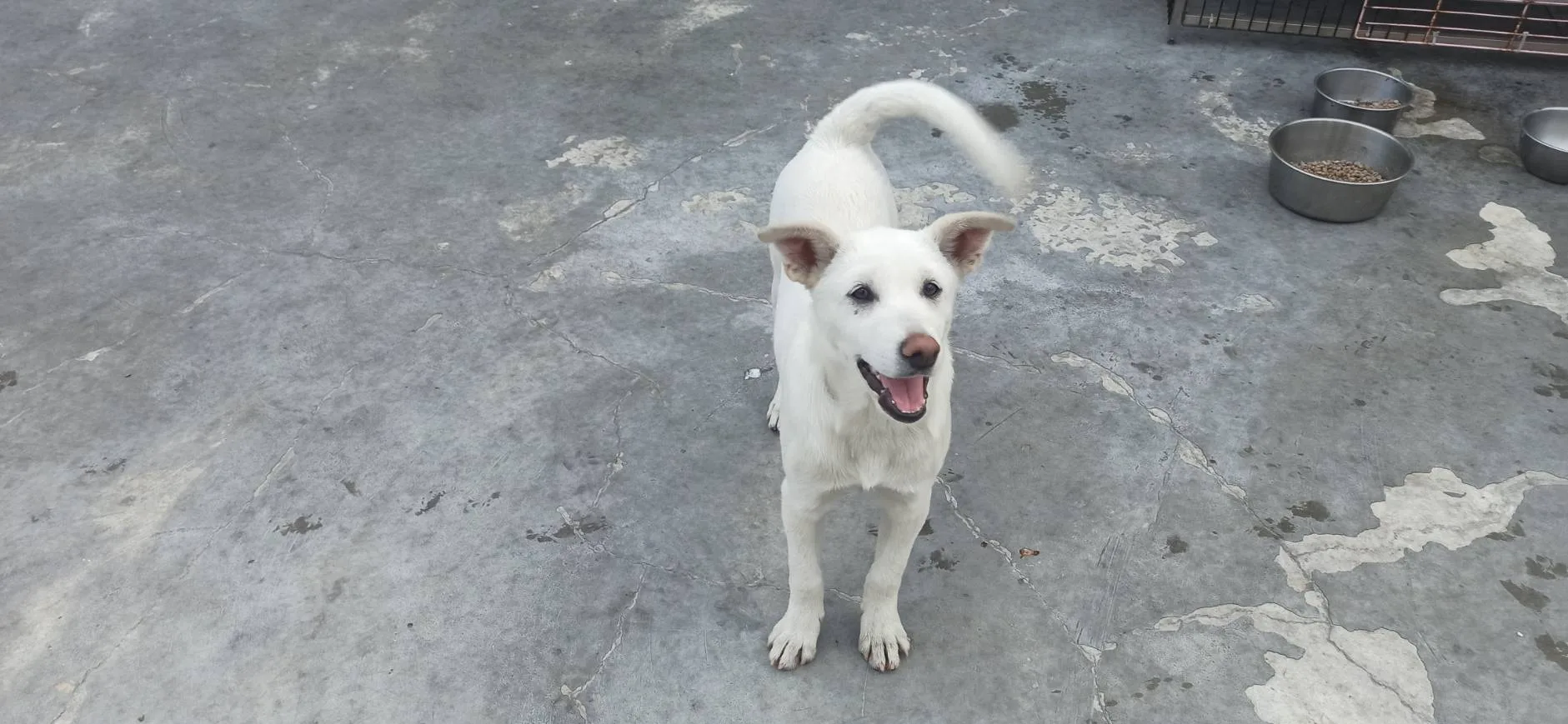 混種犬