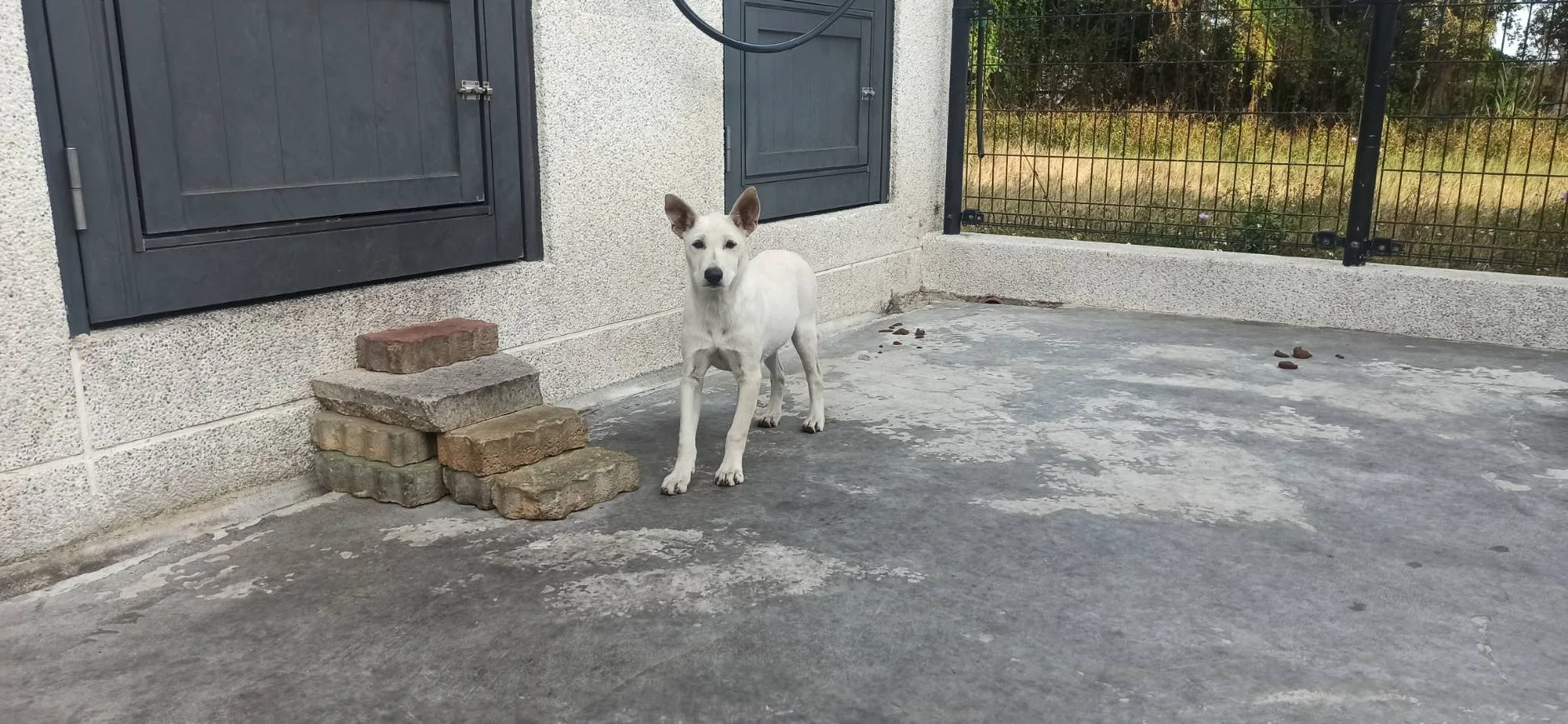 混種犬