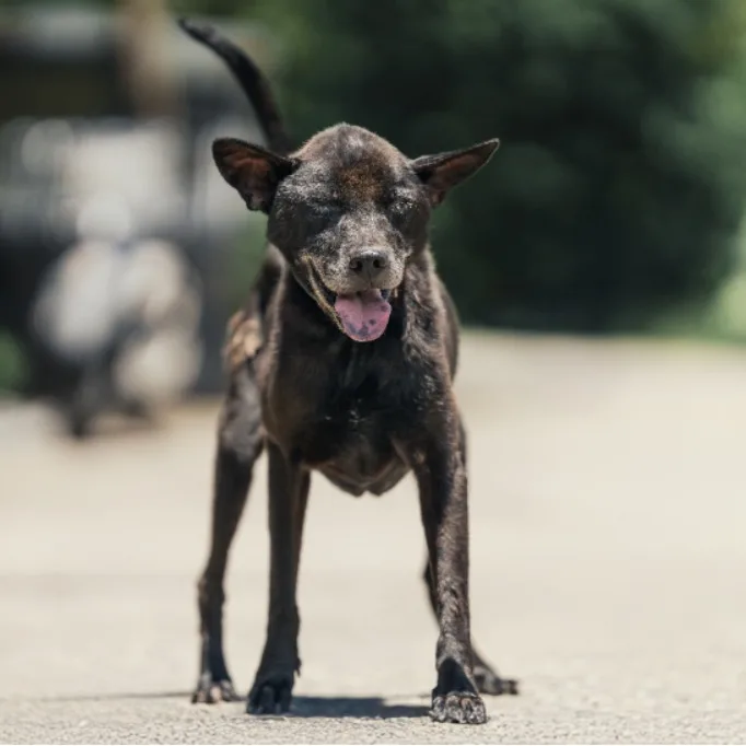 混種犬