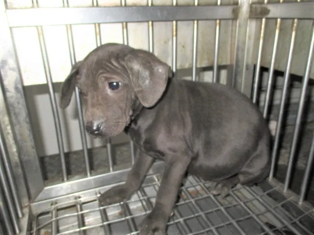 混種犬
