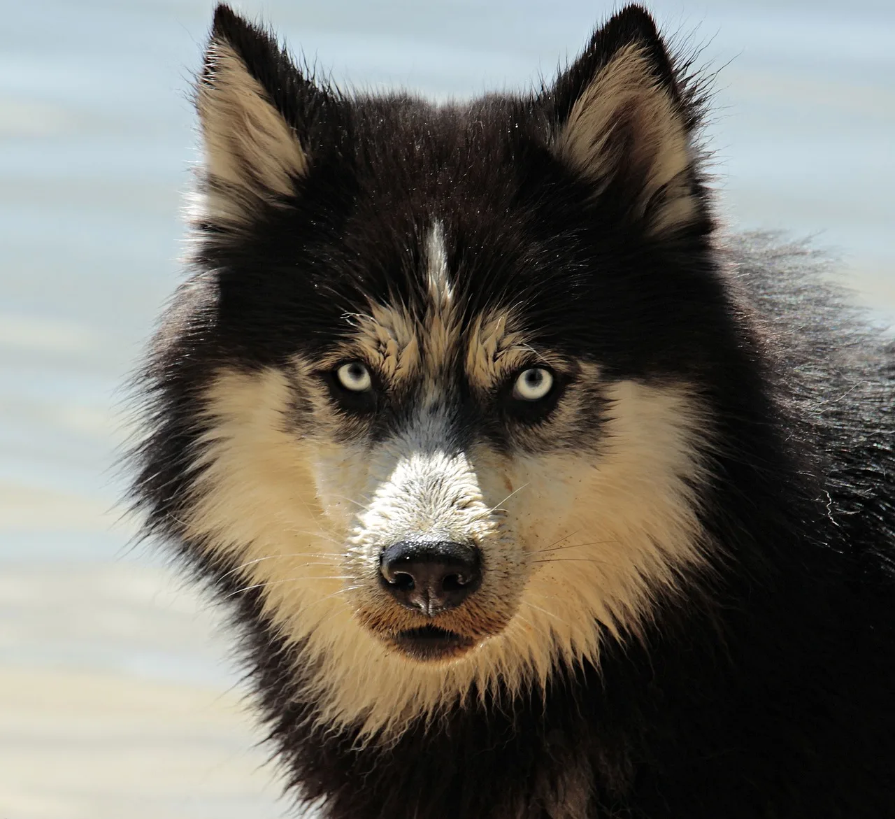 混種犬
