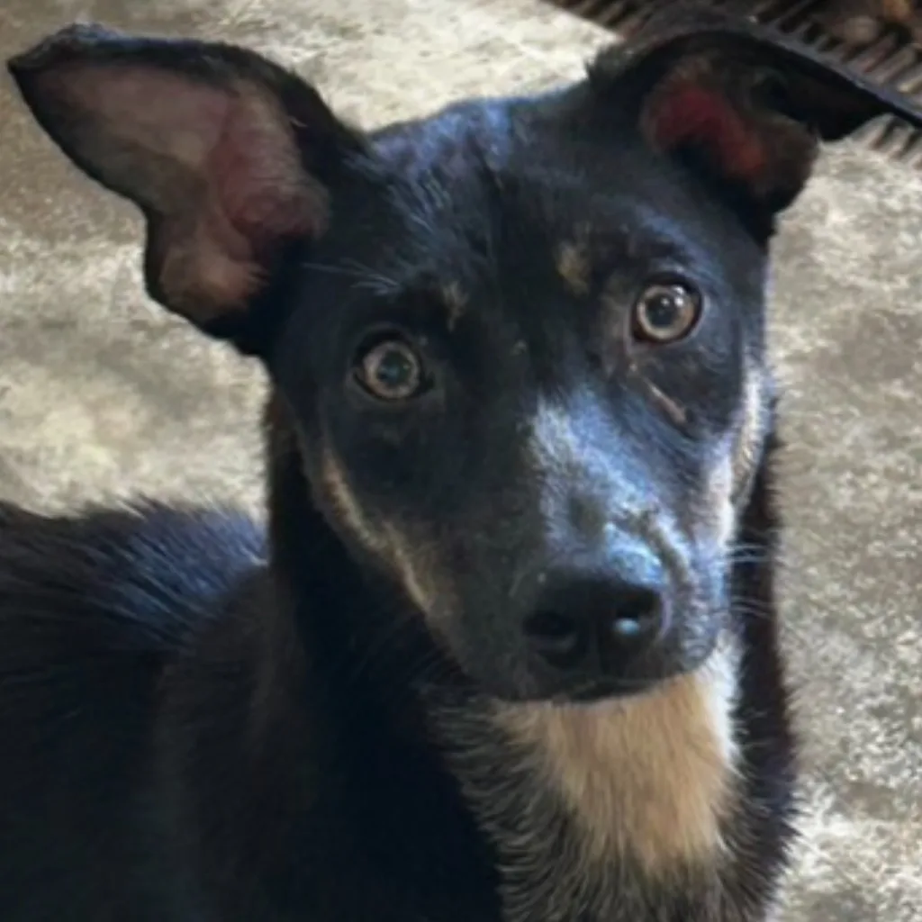混種犬