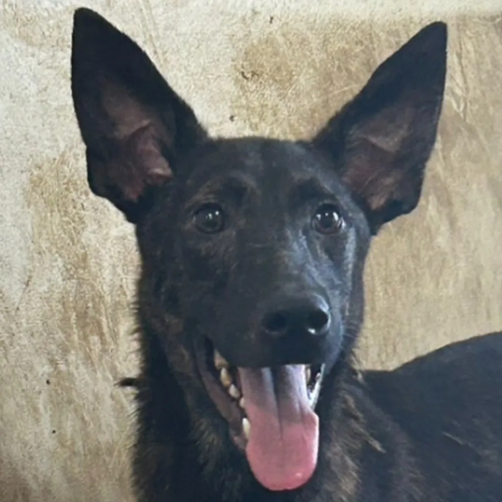 混種犬