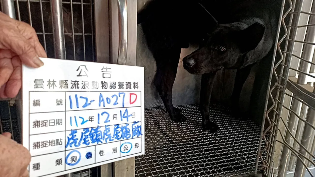 混種犬