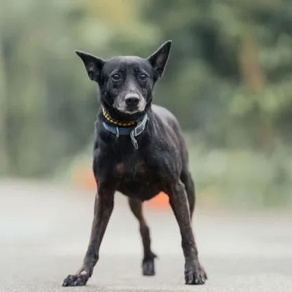 混種犬