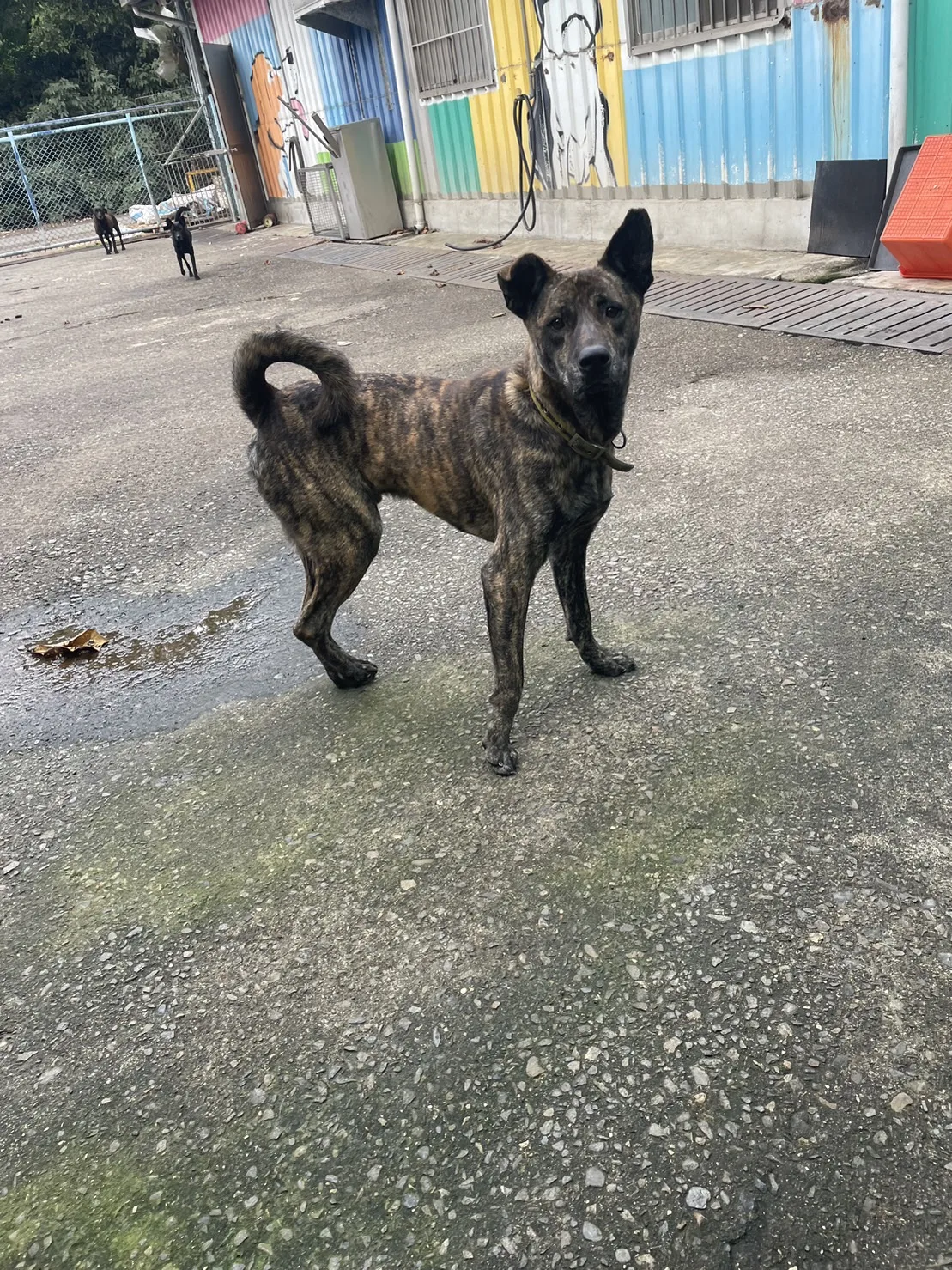 混種犬