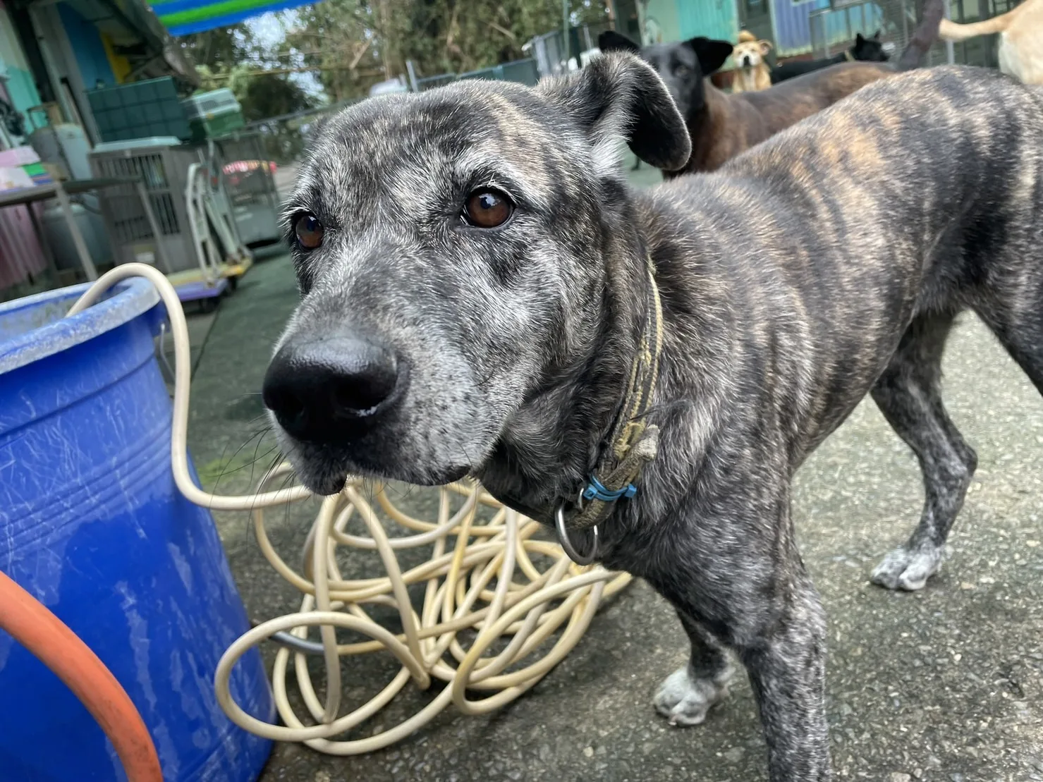 混種犬