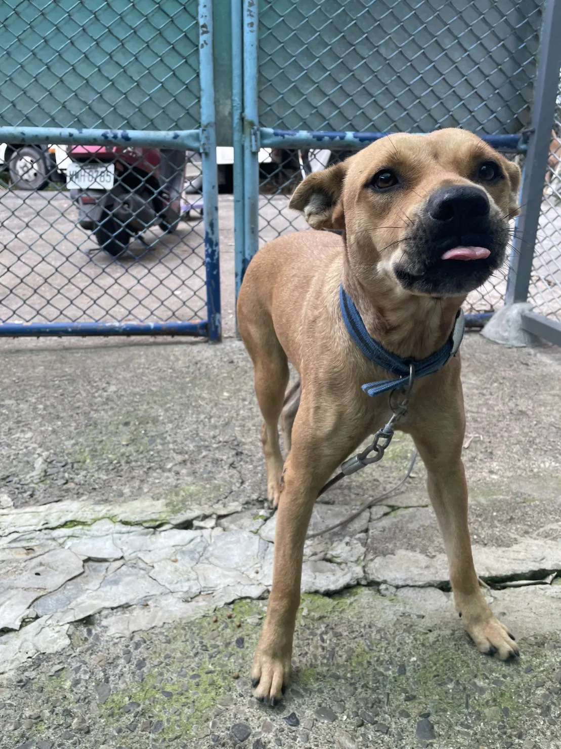 混種犬