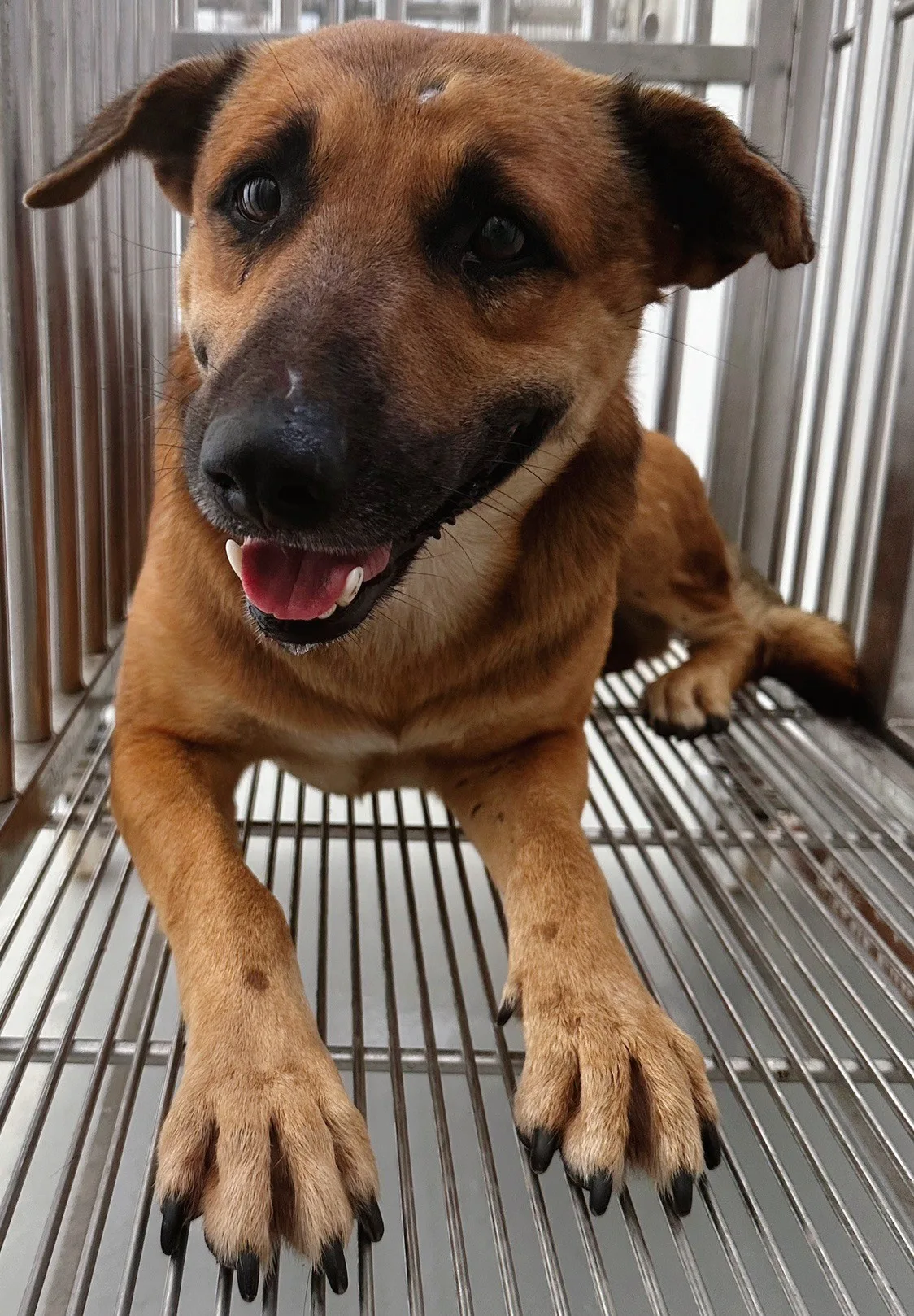 混種犬