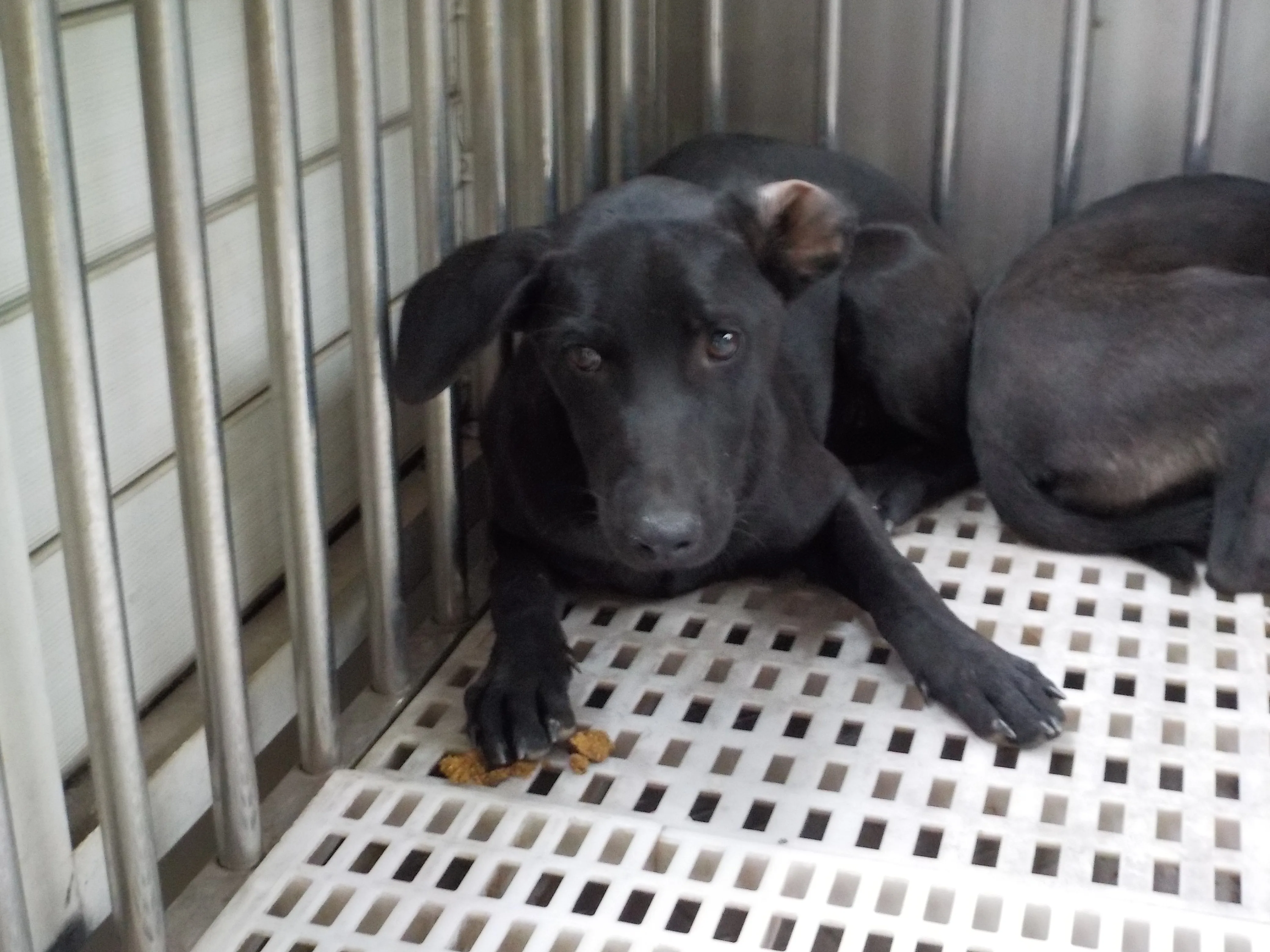 混種犬