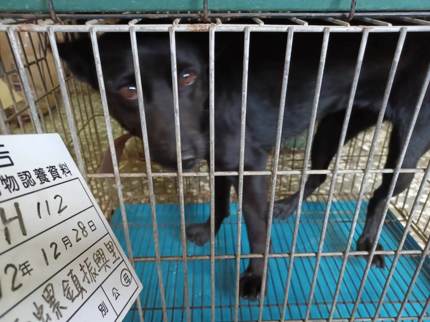 混種犬