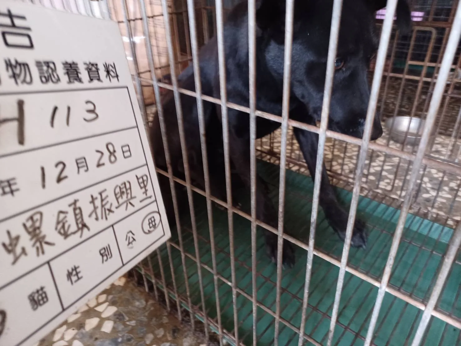 混種犬